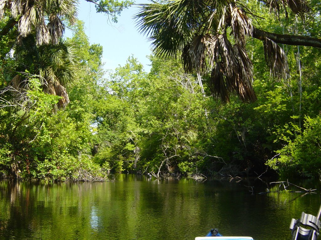 Alexander Springs Run