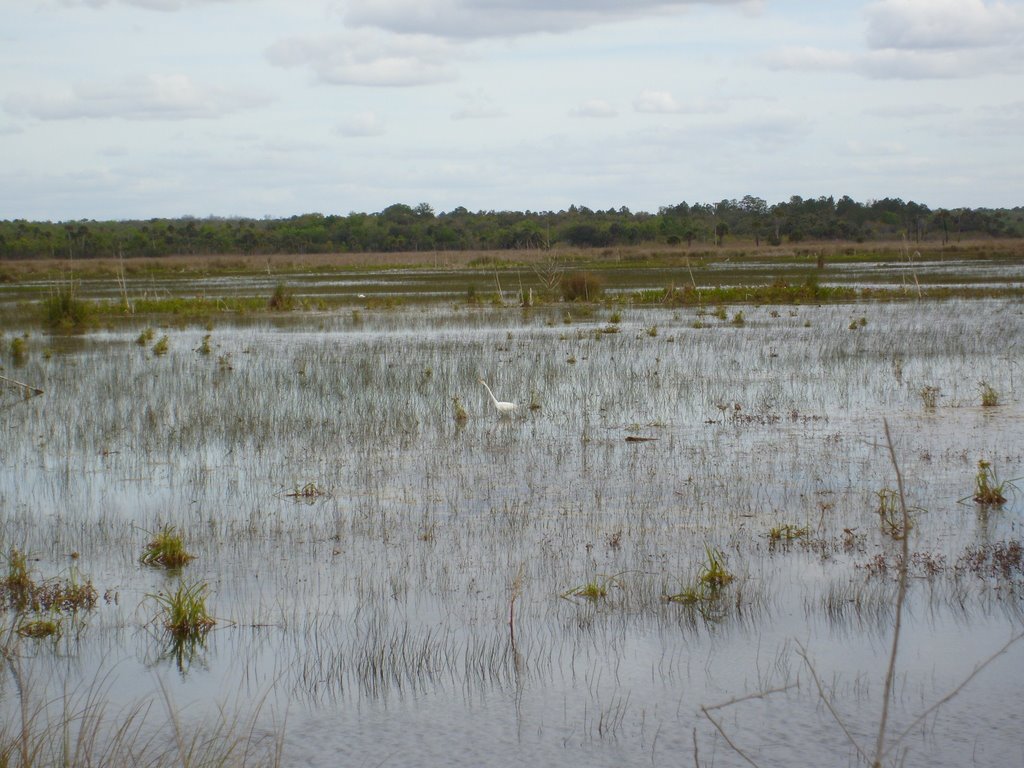 Lake Woodruff NWR Pond2