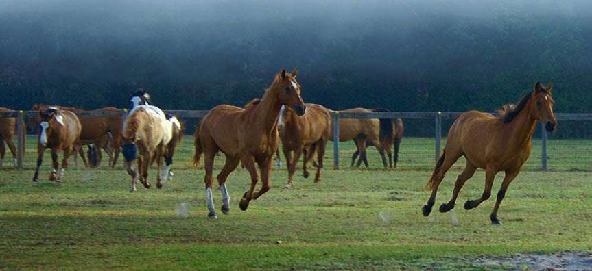 Horses at Deep Creek Stables
