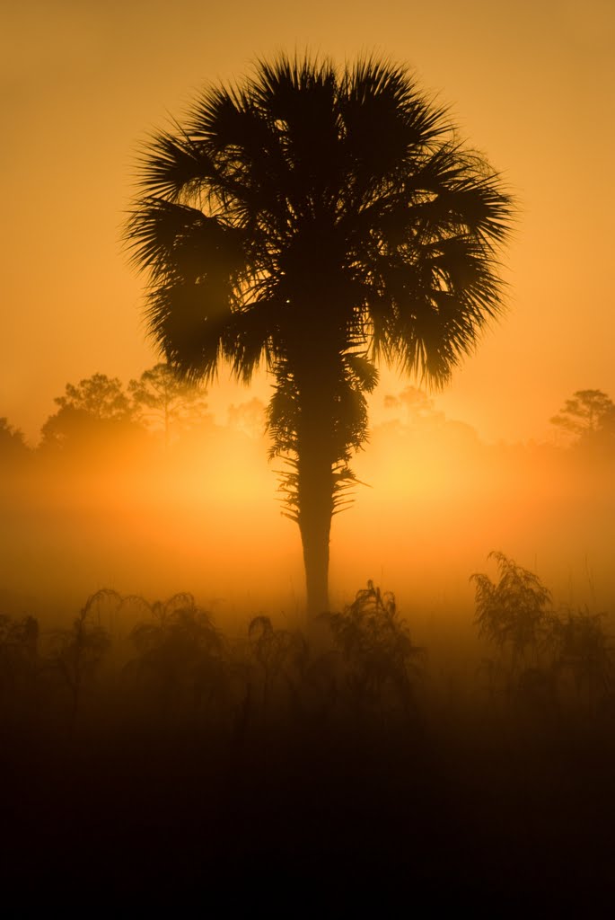 Lone Palm Sunrise
