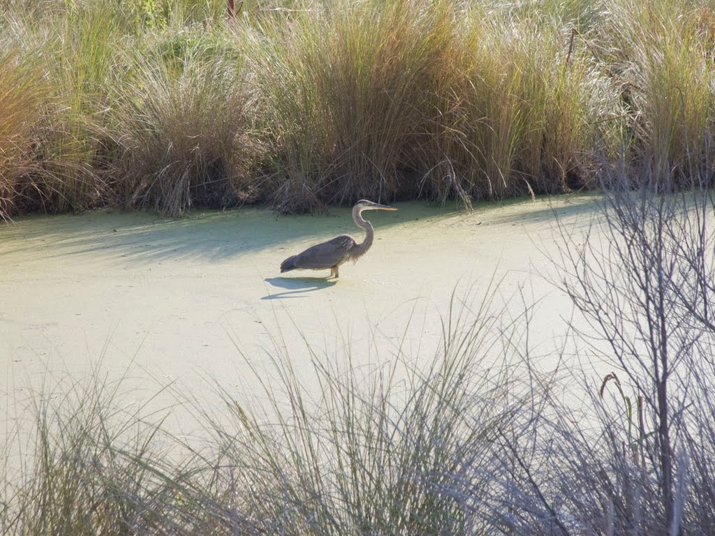 Blue Heron at Lake Woodruff