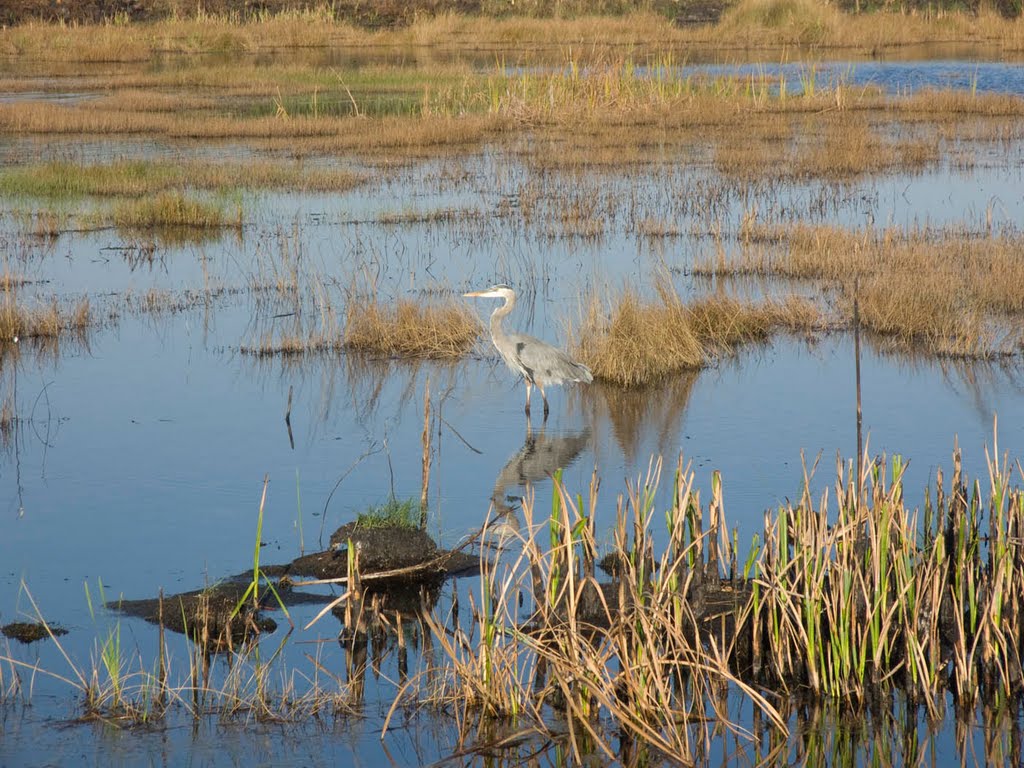 Blue Heron at Lake Woodruff