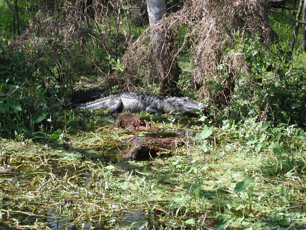 American Alligator getting some Sun