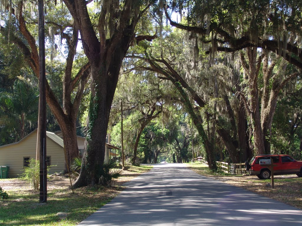 canopy road, Park Ave, DeLeon Springs (3-19-2011)