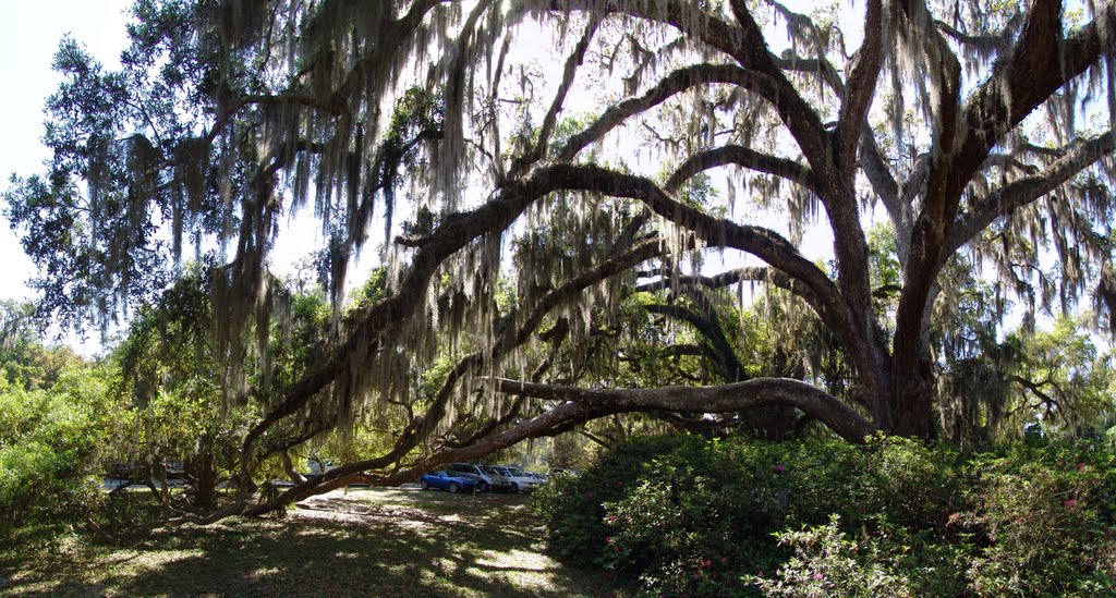 huge Live Oak tree, DeLeon Springs State Park (3-19-2011)