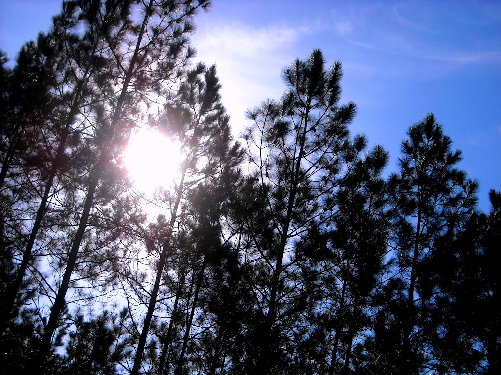 Slash pine, Lake George State Forest