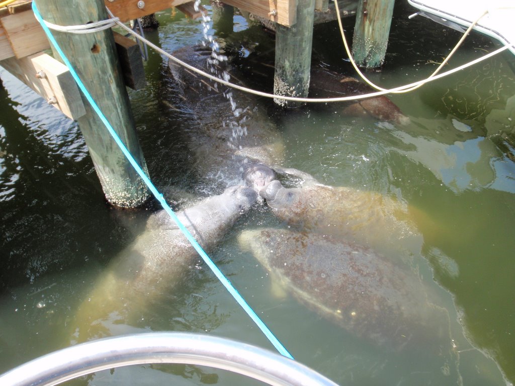 Manaties in Titusville Municipal marina