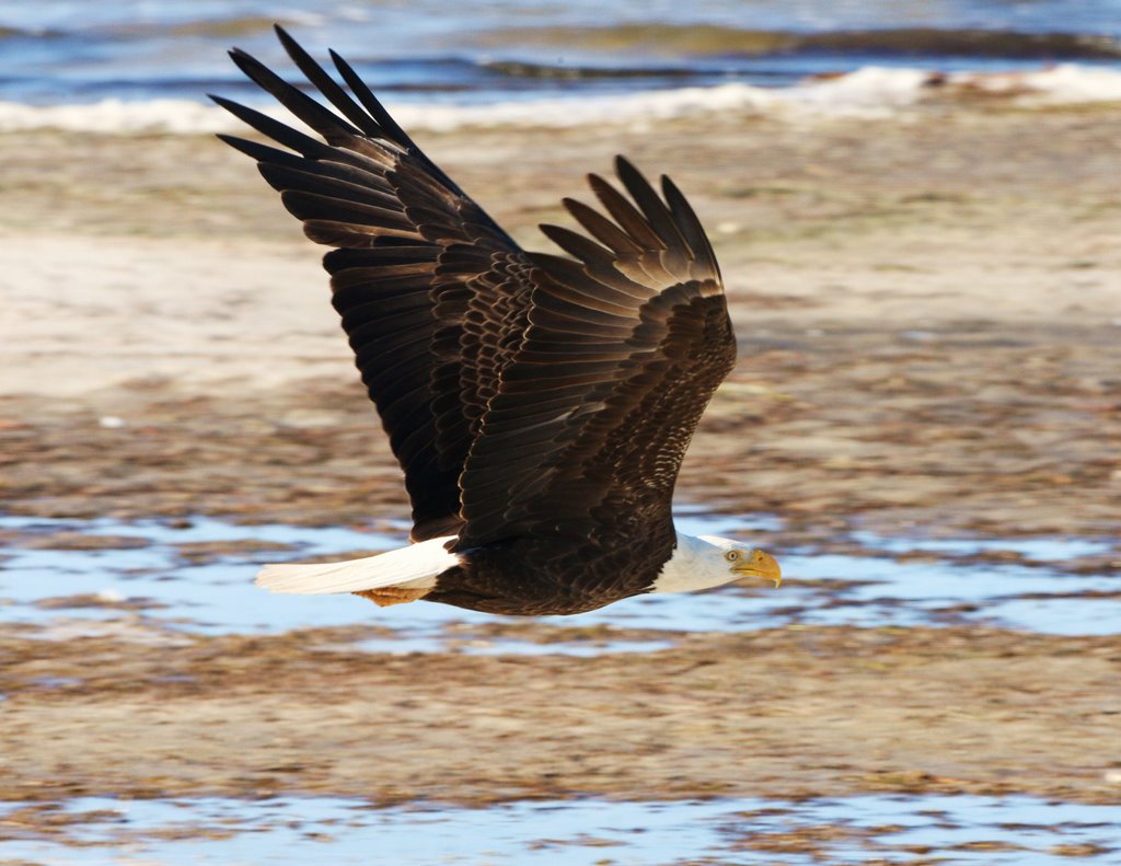 Bald Eagle - Space Center - Titusville - Florida
