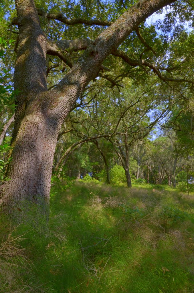 Wooded meadow
