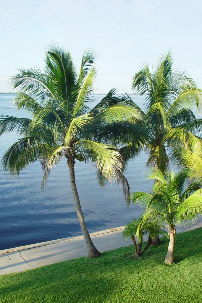 palms on the bank of the Caloosahatchee River, North Fort Myers Fla (8-2008)