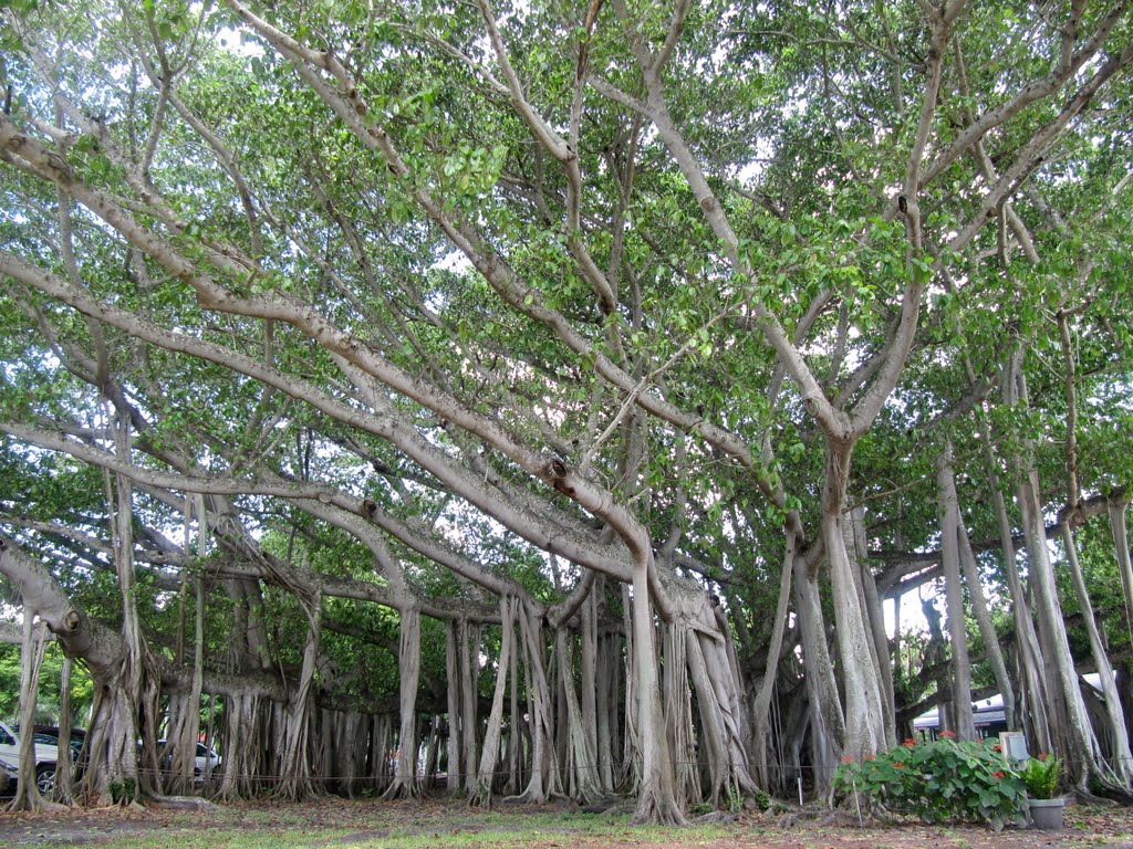 Banyan Tree by Edisons Laboratory (View 2)