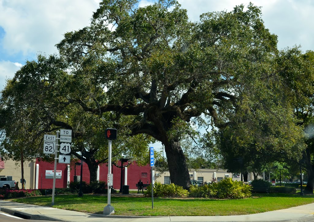 Large Oak tree