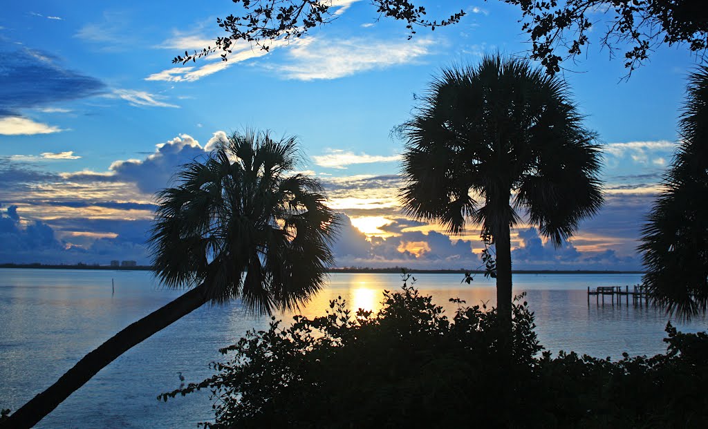 palm tree sunrise
