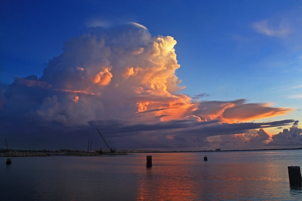 cranes in the indian river