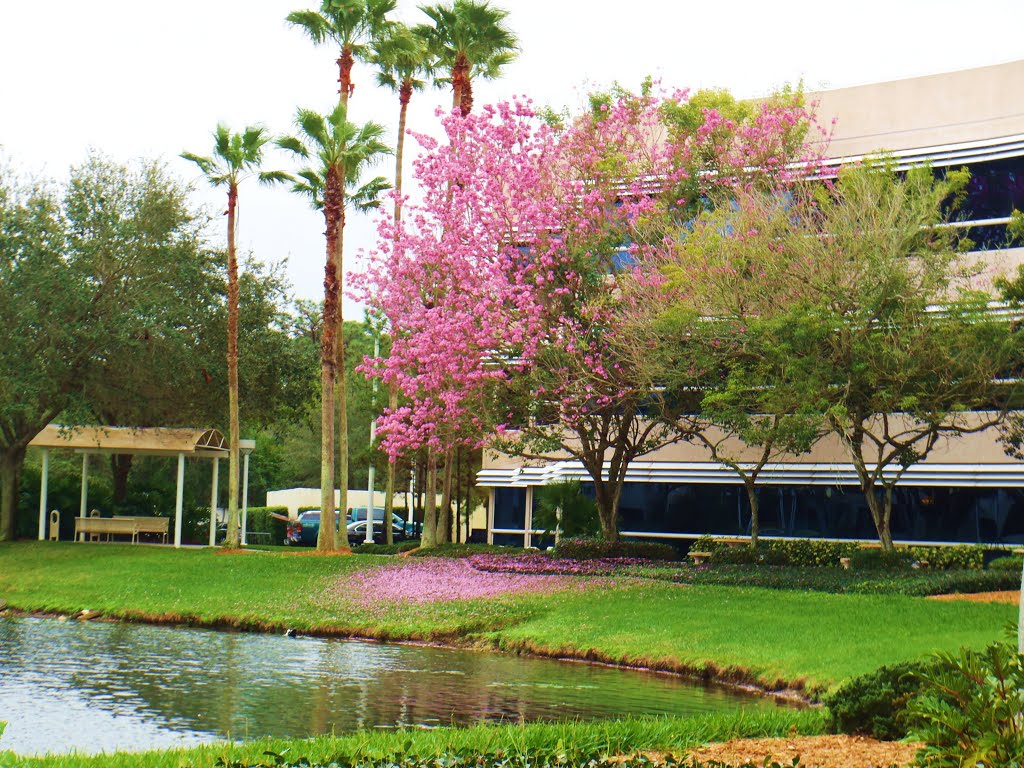 Spray of Pink Blooms
