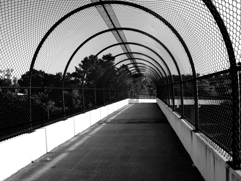 Suncoast Bikeway Bridge
