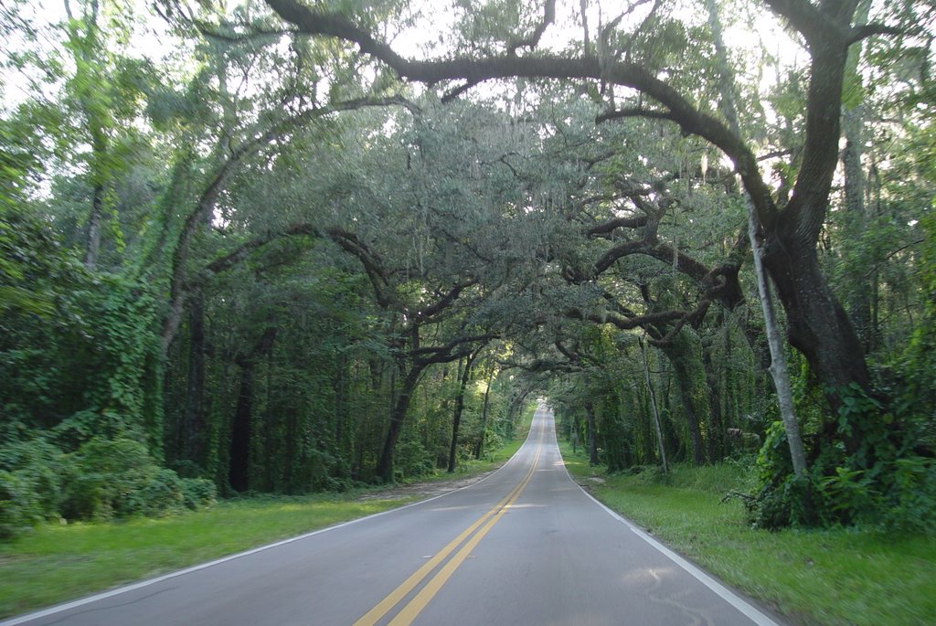 one of the nicest canopy roads in Florida, Fort Dade ave (8-2009)