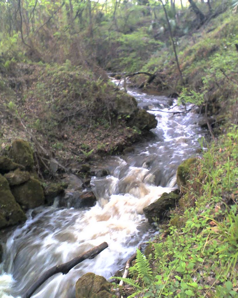 Florida waterfall, a natural phenomenon, drains 17 square miles of Brooksville into a sinkhole, photo taken just after 1.24 inches of rain fell, Peck Swallet, Wiscon (3-29-2010)