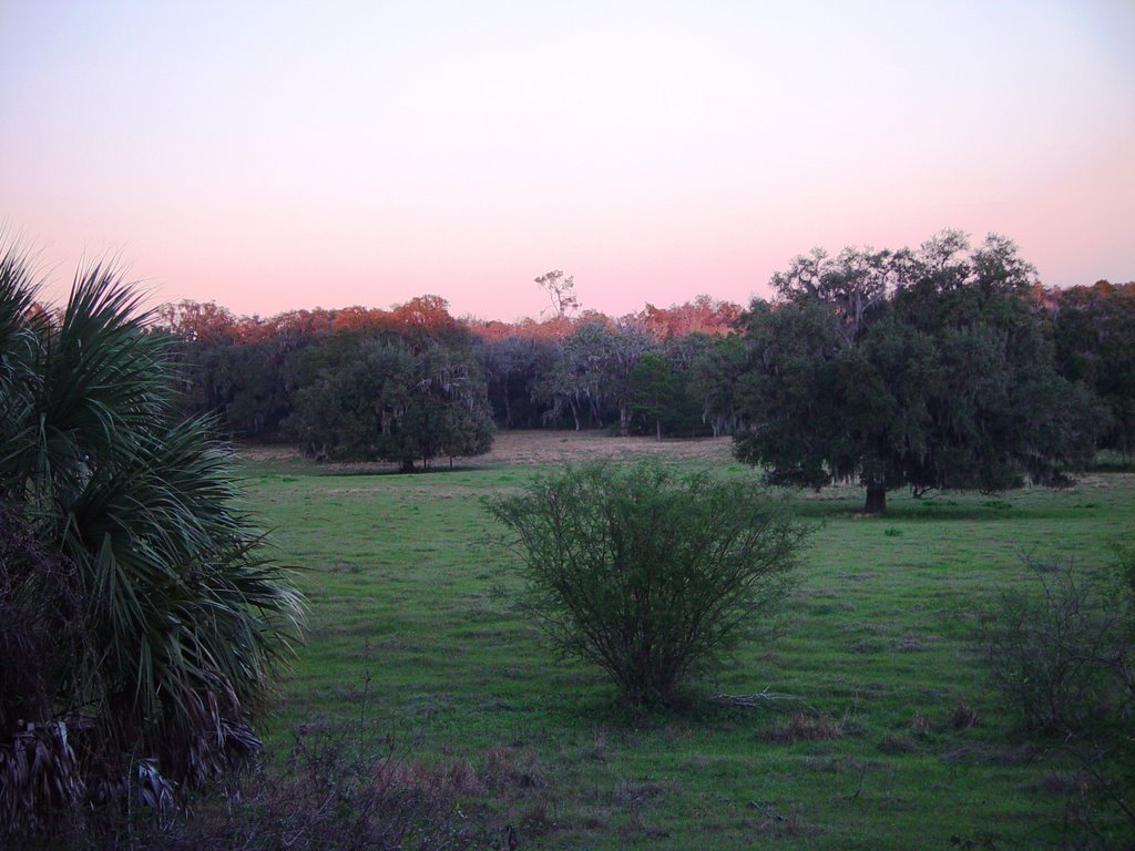Lykes old fields at twilight, old Spring Hill, Florida (1-2007)