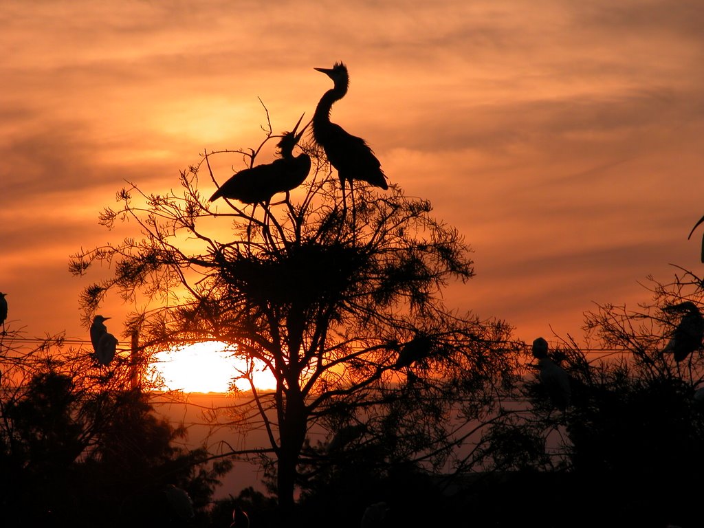 sunset @ wakodahatchee wetlands, fl
