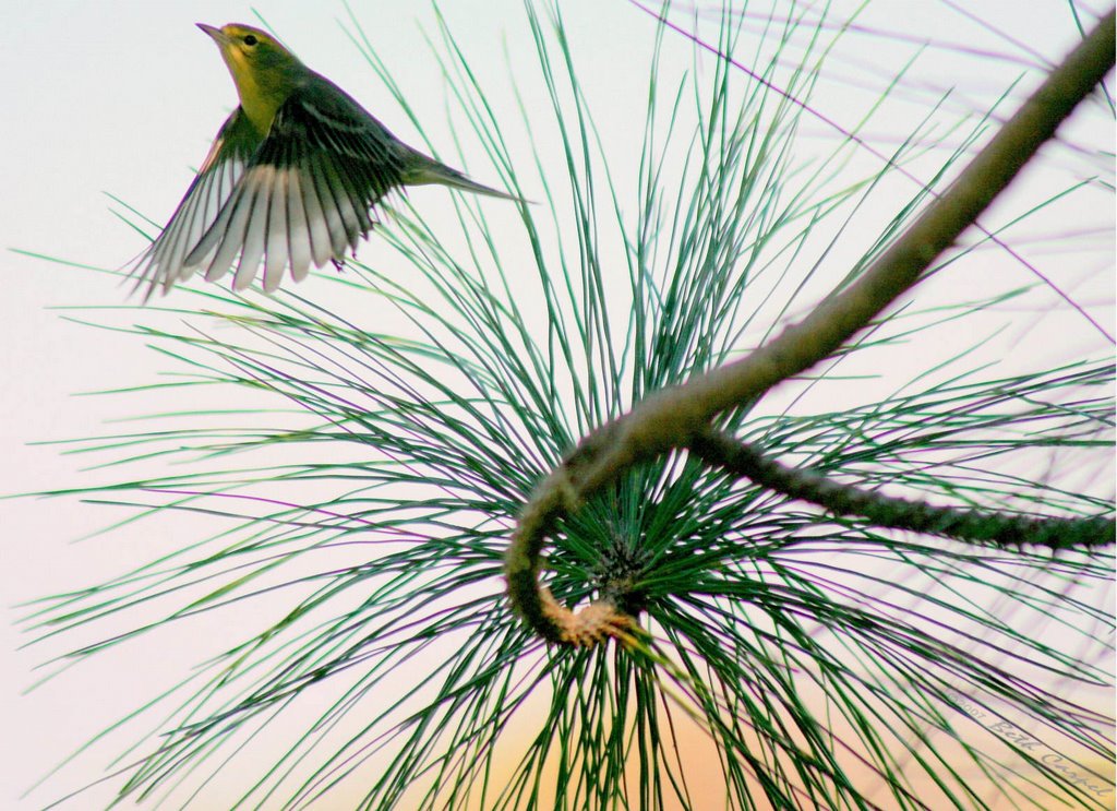 Palm warbler