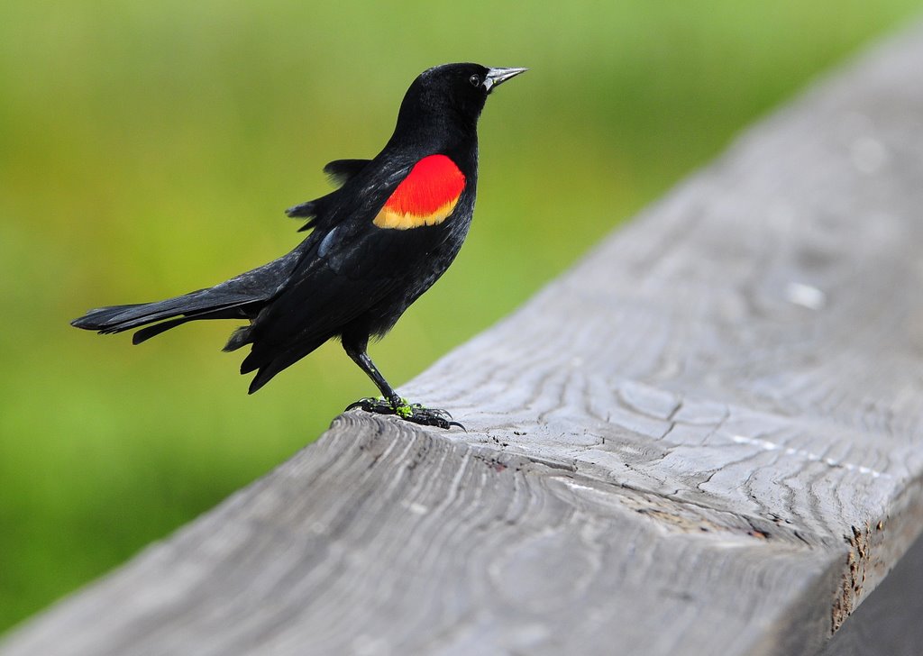 Red Winged Blackbird