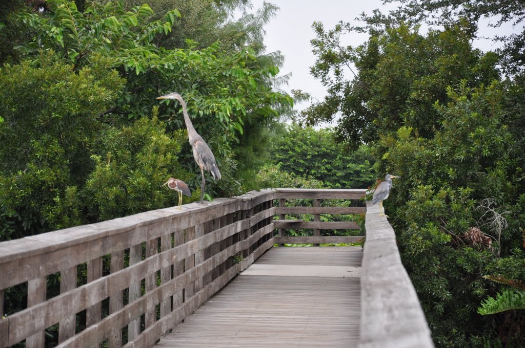 Heron & Friends at Wakodahatchee Wetlands H&M