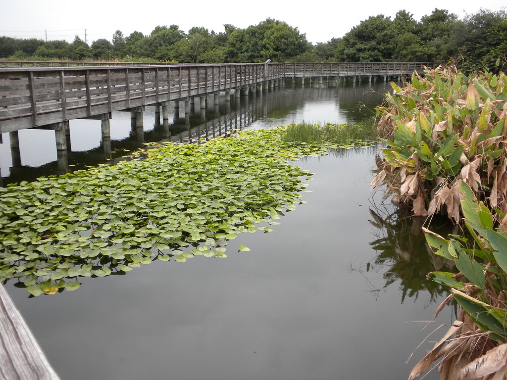 At the Wakodahatchee Wetlands - MF