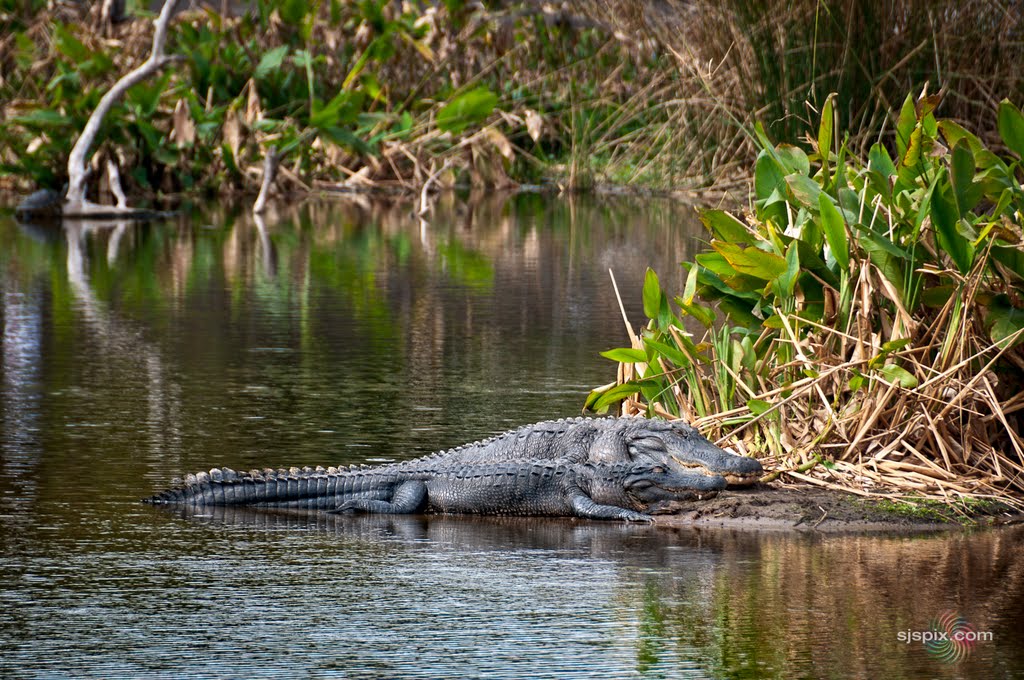 Male & Female Alligators, , Wakodahatchee Wetlands, 13026 Jog Rd, Delray Beach, FL 33446