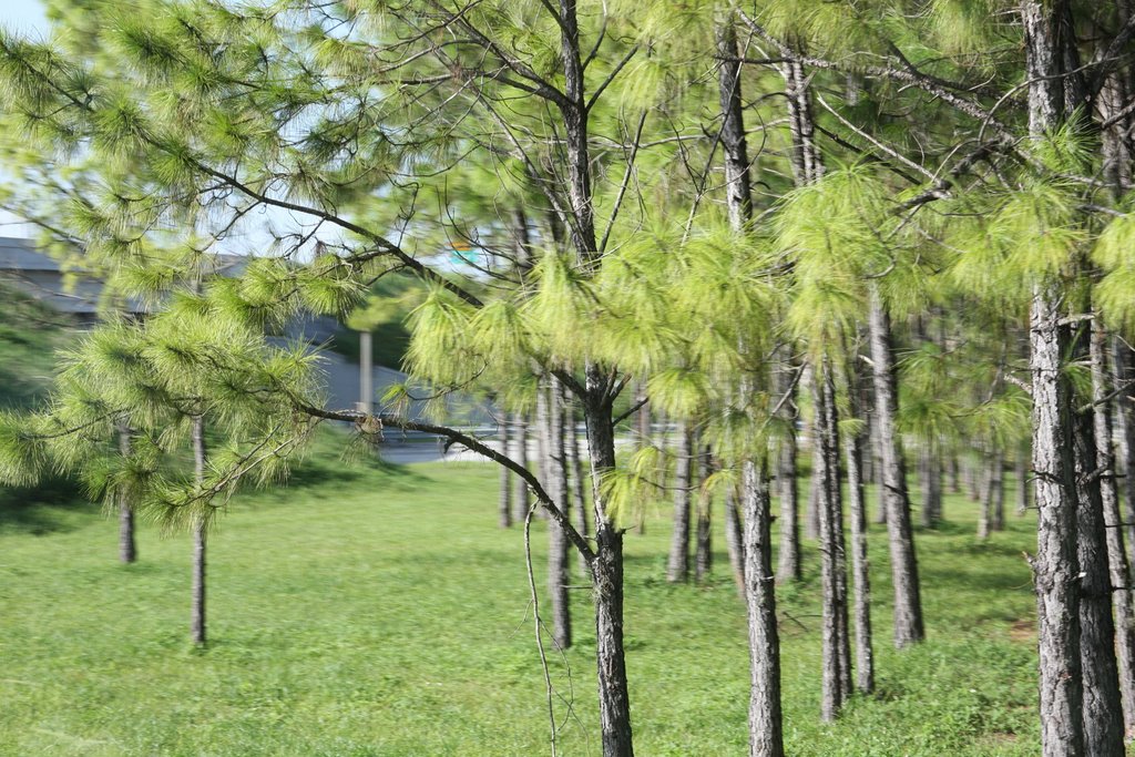 Pines Highland City, Fl