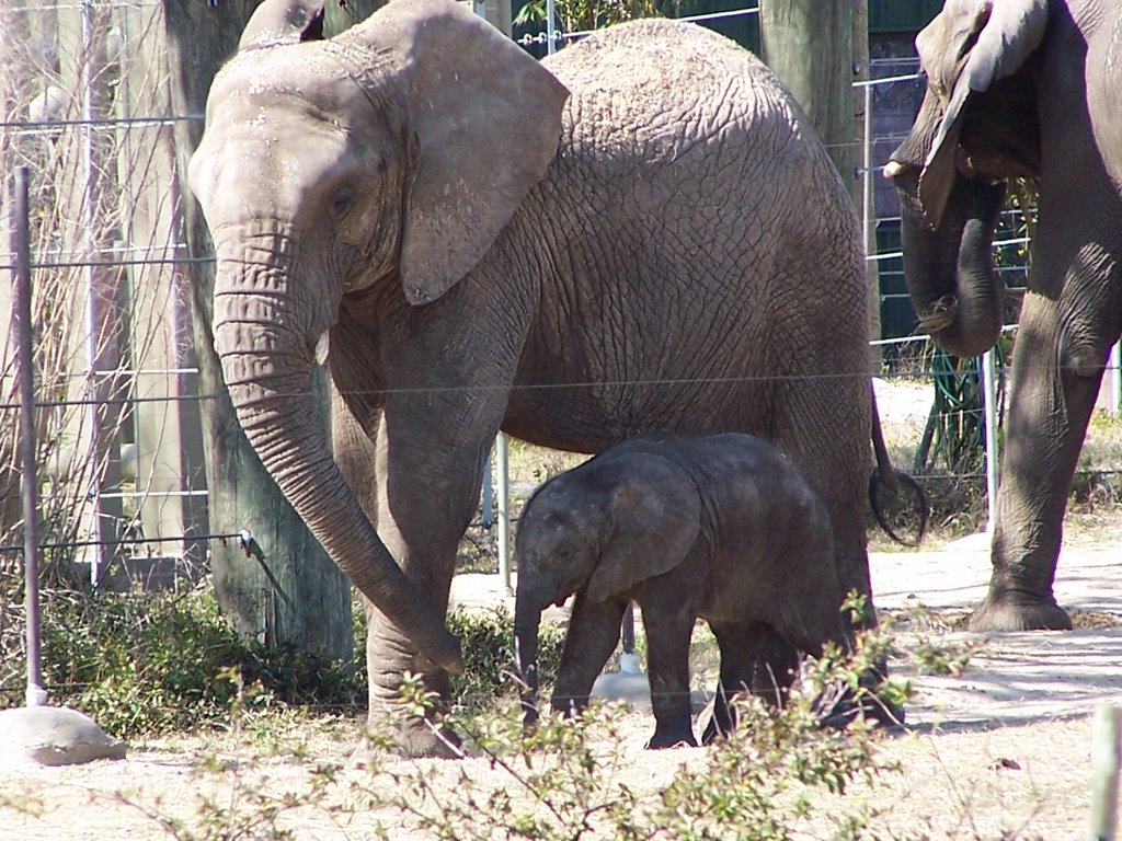 Tampa Fl. (Lowry Park)