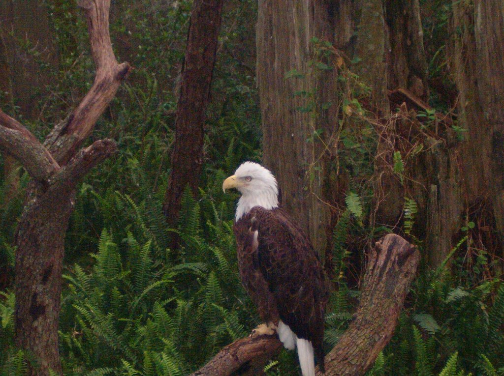 Bald Eagle @ Lowry Park Zoo, Fl