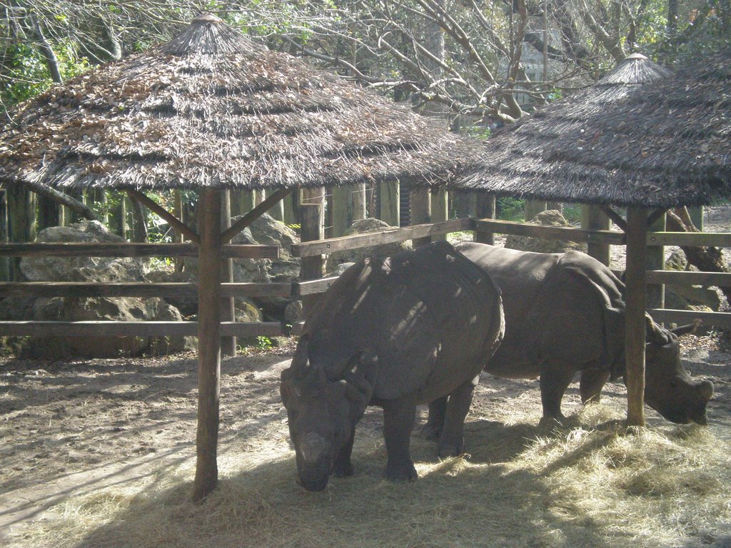 Rhinos in the shade