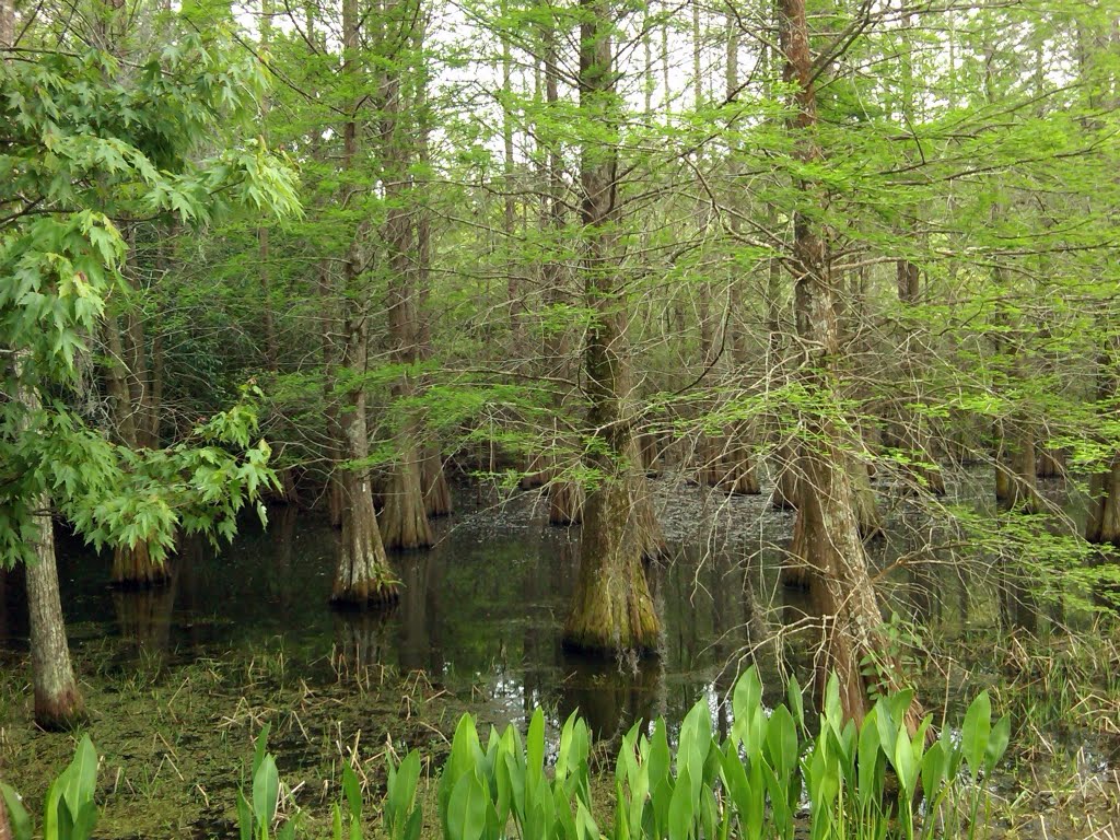 Swamp