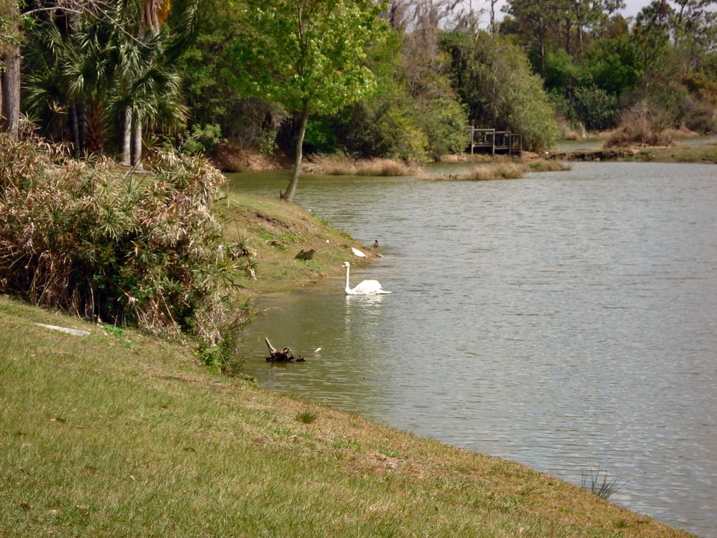 Swan At The Big Cat Refuge in Tampa, FL
