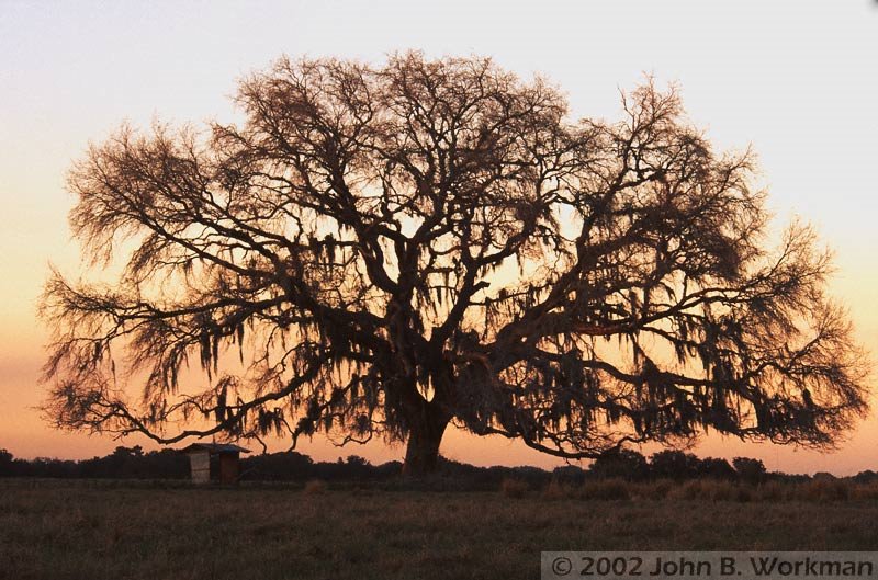 Live Oak at Sunrise - Hernando County, FL, USA
