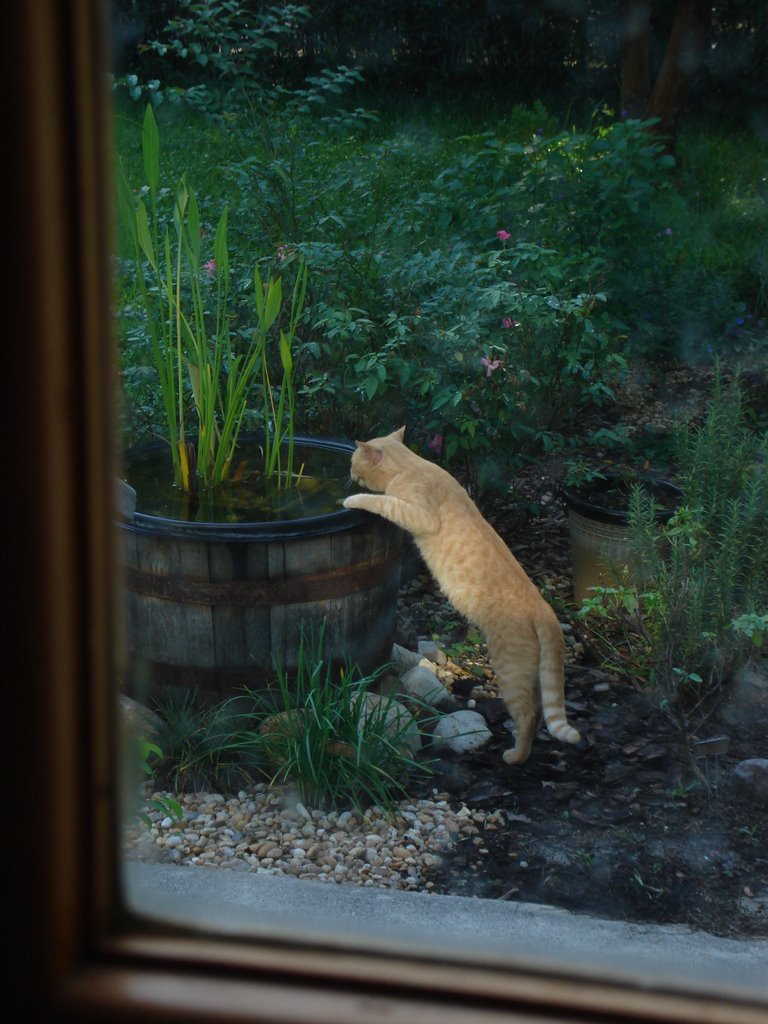 Ang has a drink from the water garden