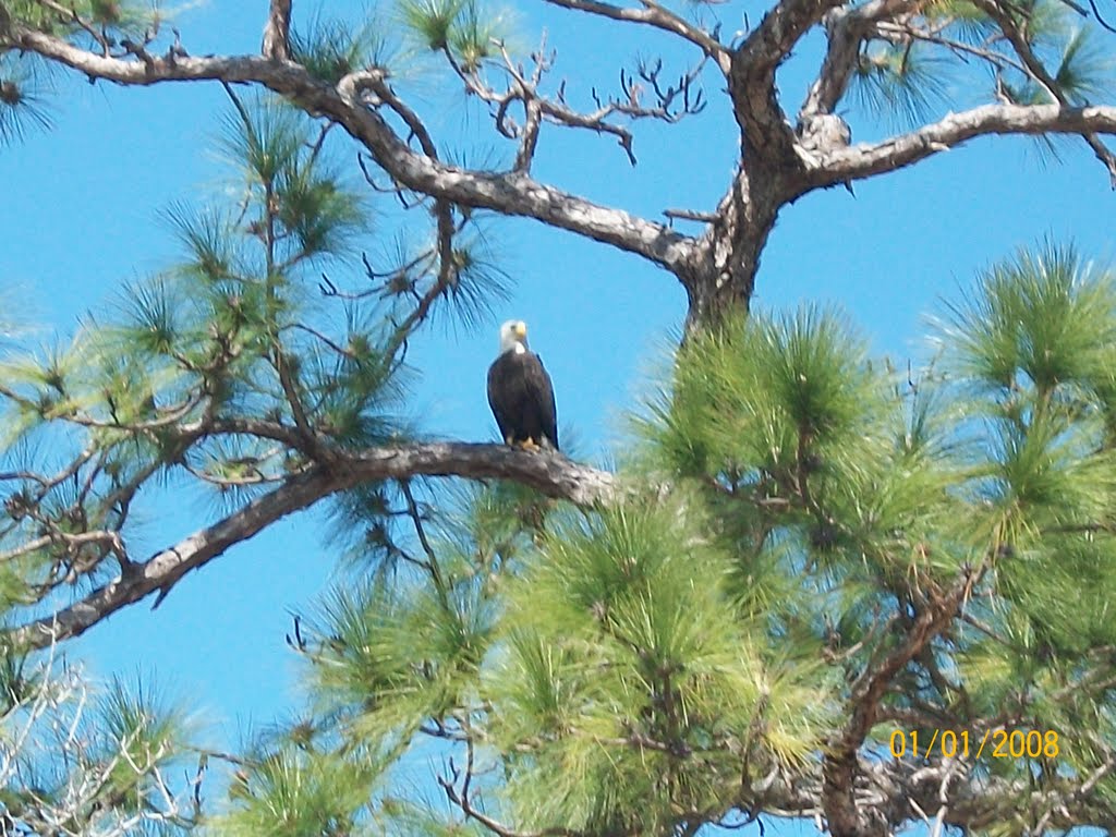 Bald Eagle