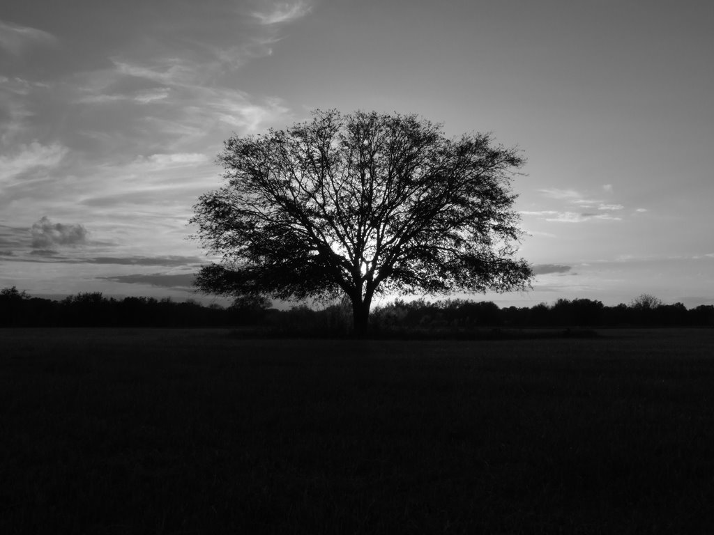 Shade at last