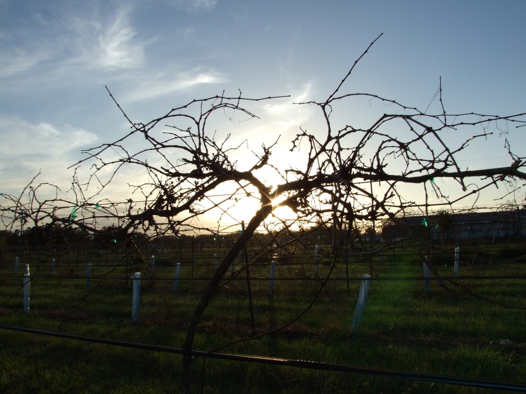 Through the Vines