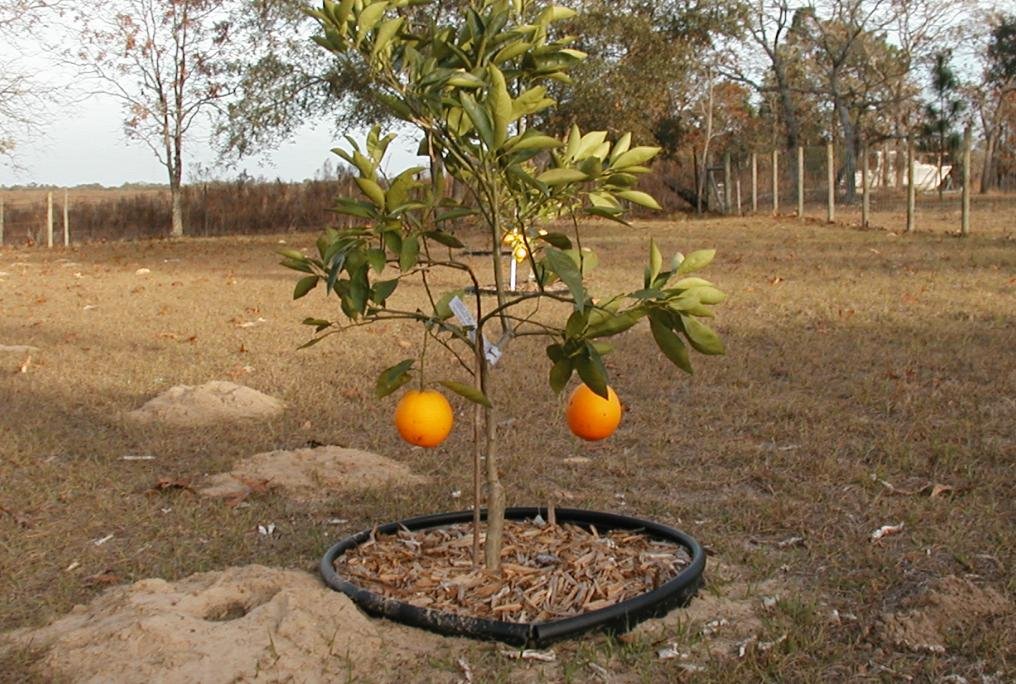 2 Oranges and a gopher mound