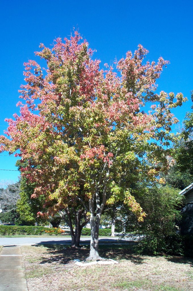 Florida Red Maple