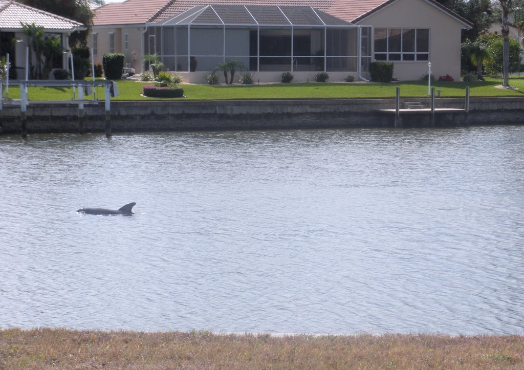 A dolphin in BSI Canal