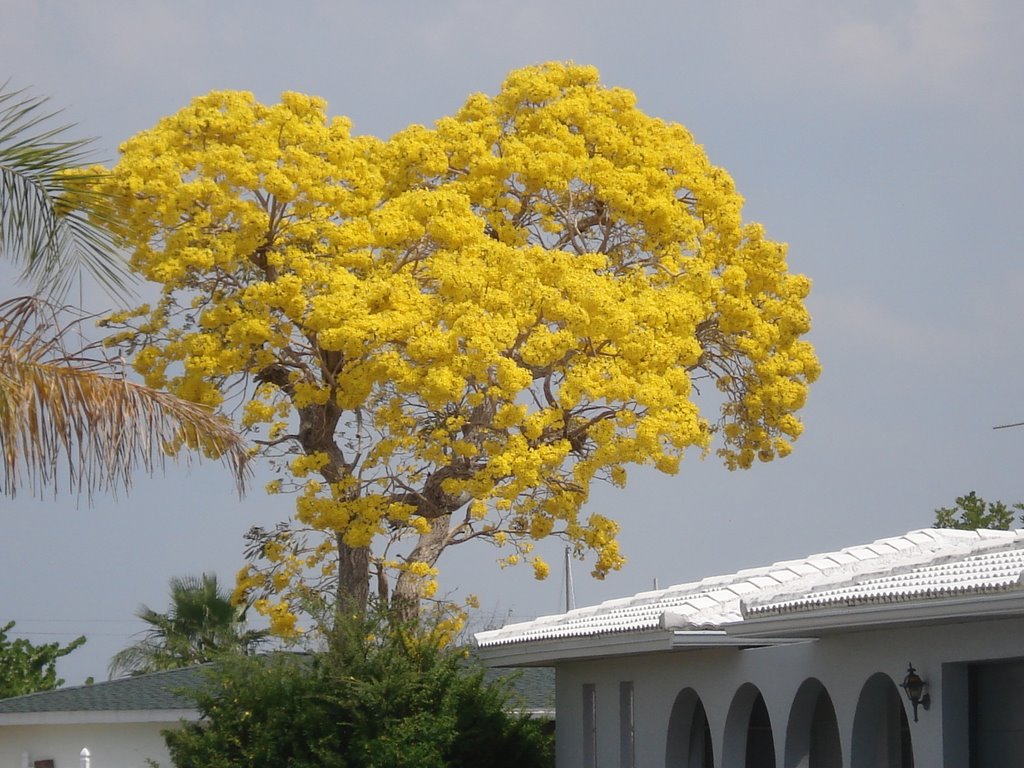 BLOOMING TREE