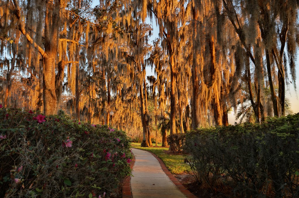 Cypress Grove Sunset