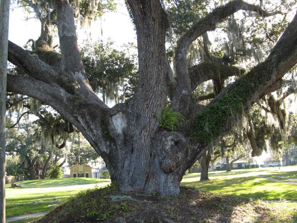 Big oak tree