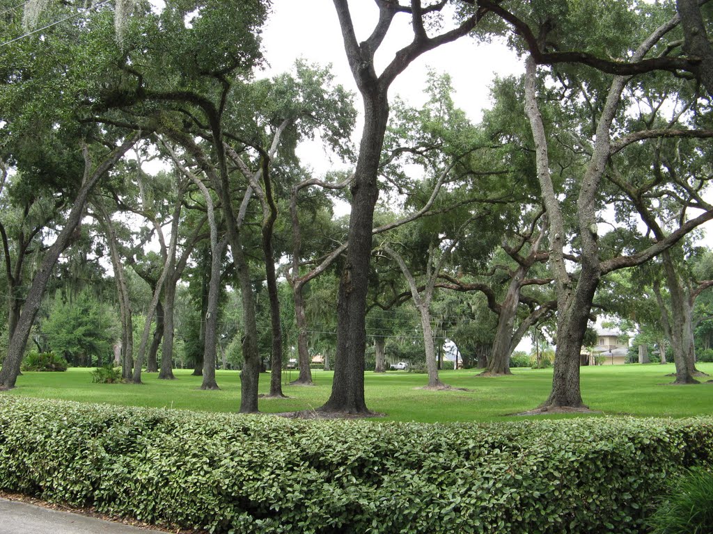 Beautiful live oaks
