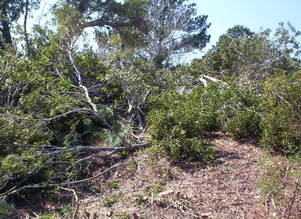 broken brush at north end of west ashley bikeway