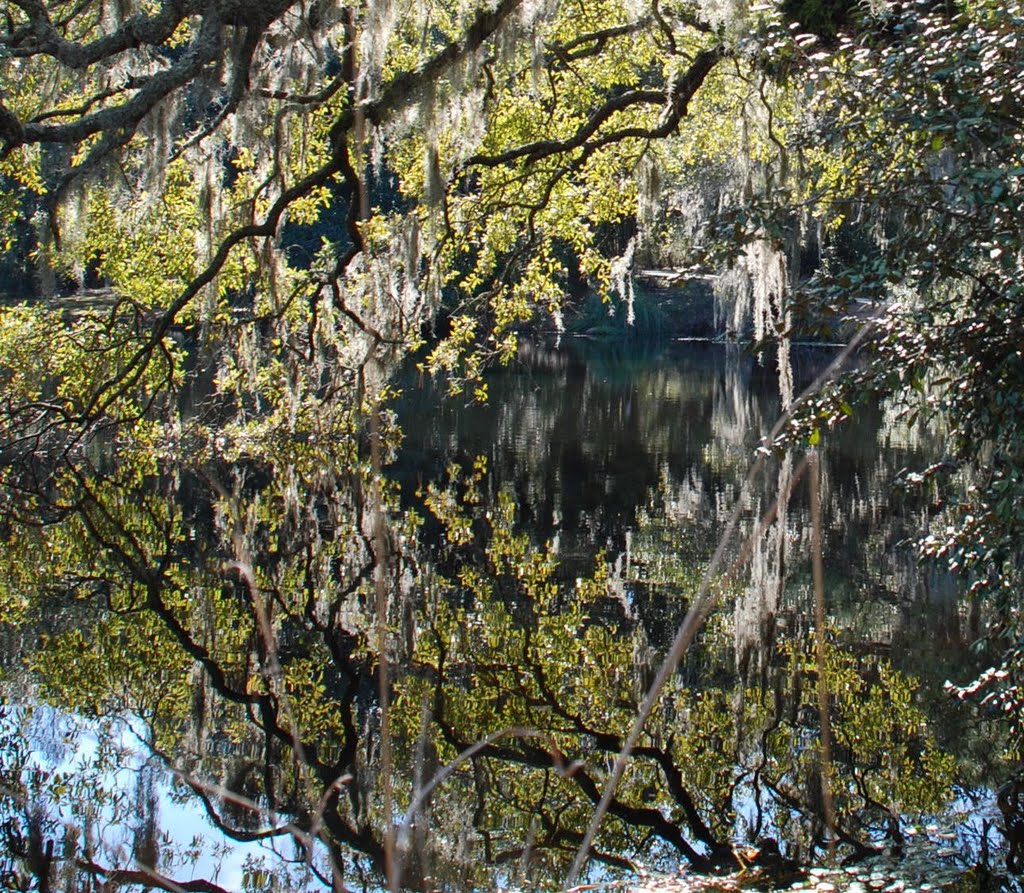 Live Oak tree