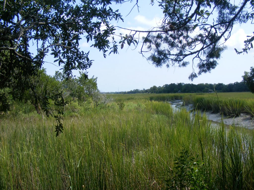 Tidal Creek in Charleston, SC